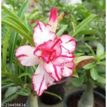 adenium plant (17)-3553912-88711.webp